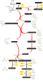 Bifidobacterium bifidum