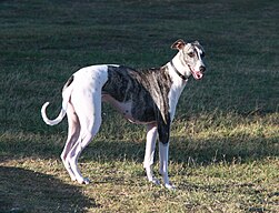 galgo inglês