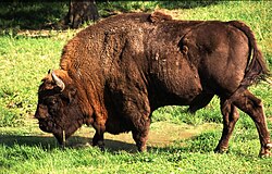 Ēoropisc ƿesend (Bison bonasus)