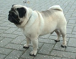 pug