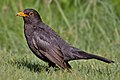 un passeriforme il merlo:Turdus merula