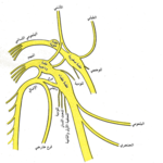 مخططٌ لأجزاء العصب الإضافي