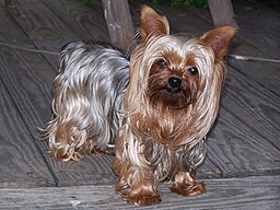 Yorkshire terrier