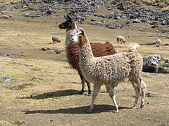 Lama glama Llama