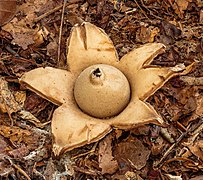 Geastrum triplex