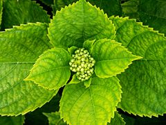 Hydrangea macrophylla