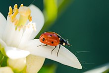 a ladybug on a flower