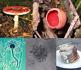 Clockwise from top left: Amanita muscaria, a basidiomycete; Sarcoscypha coccinea, an ascomycete; bread covered in mold; a chytrid; an Aspergillus conidiophore.