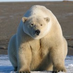 closeup of polar bear