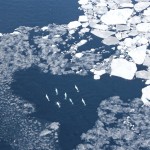 Belugas observed among West Greenland sea ice.