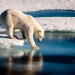 polar bear on ice