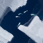 A beluga whale pod in the Chukchi Sea.