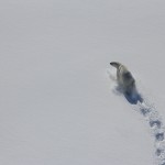 polar bear walking