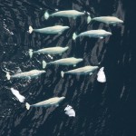 beluga whales