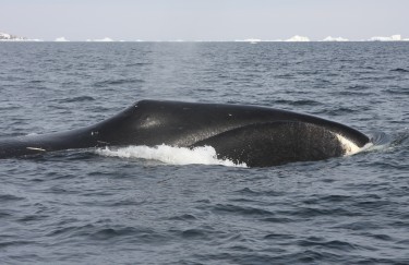 closeup of bowhead whale surfacing