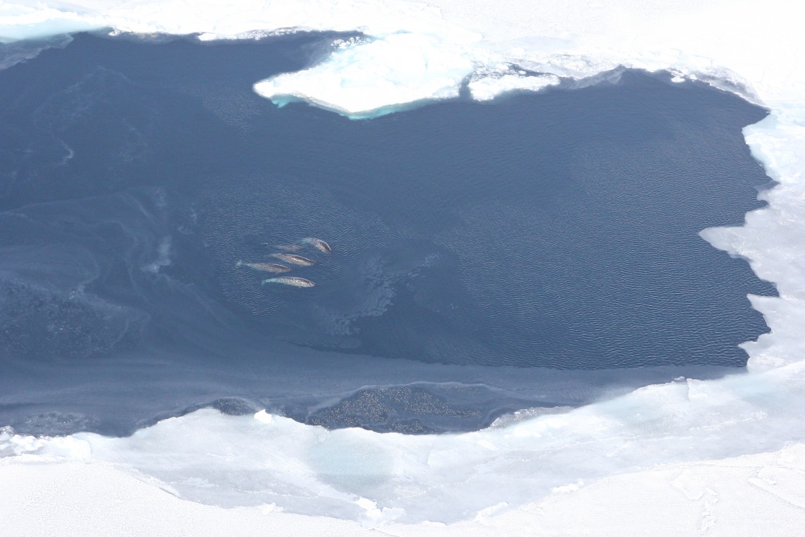 aerial view of whales in patch of open water