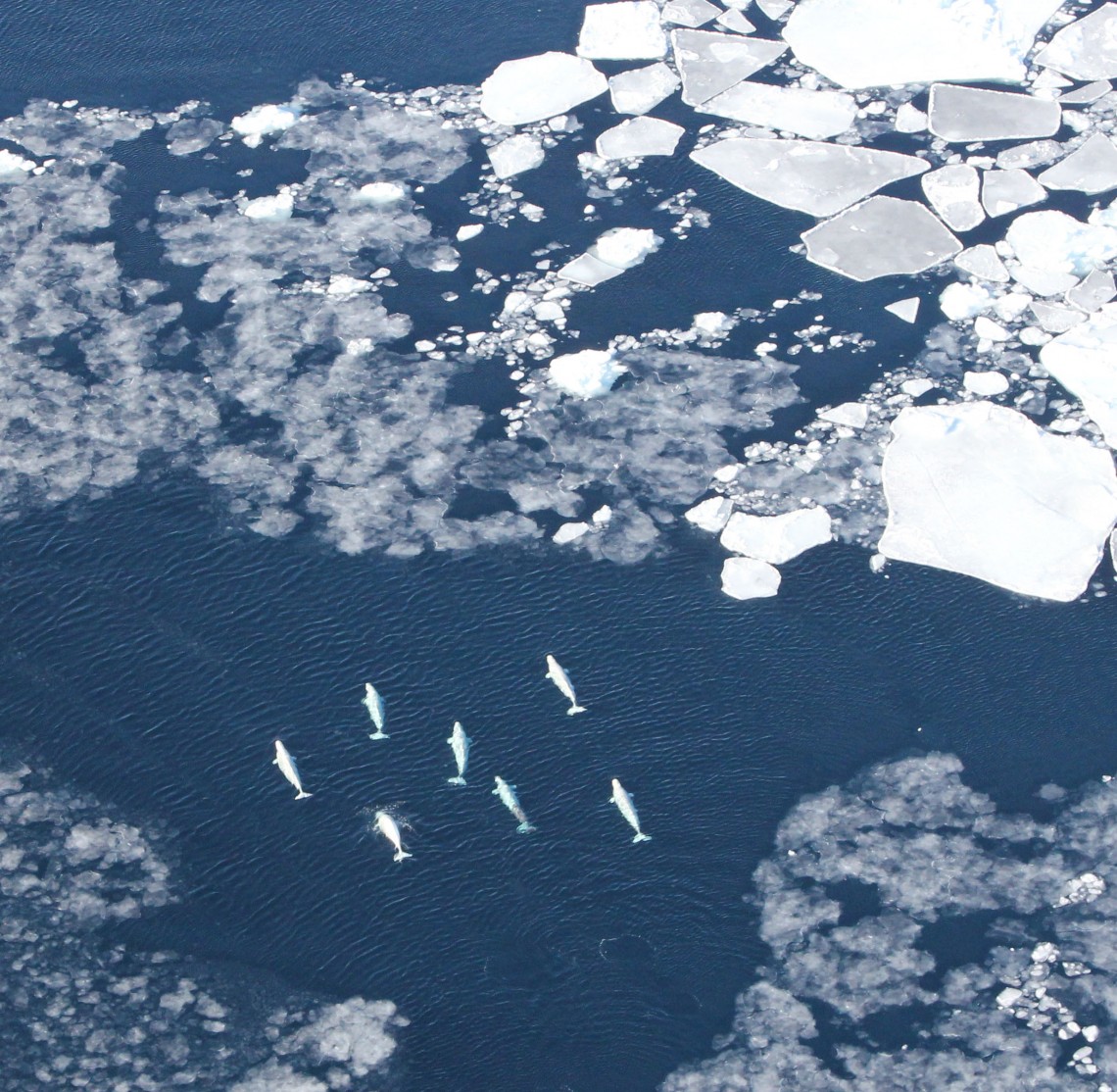 aerial view of whales surrounded by ice 