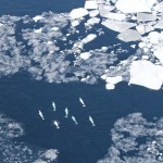 aerial view of whales surrounded by ice