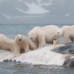 four male bears eating a whale