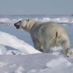 polar bear with ice and water in background