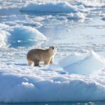 single polar bear on ice floe