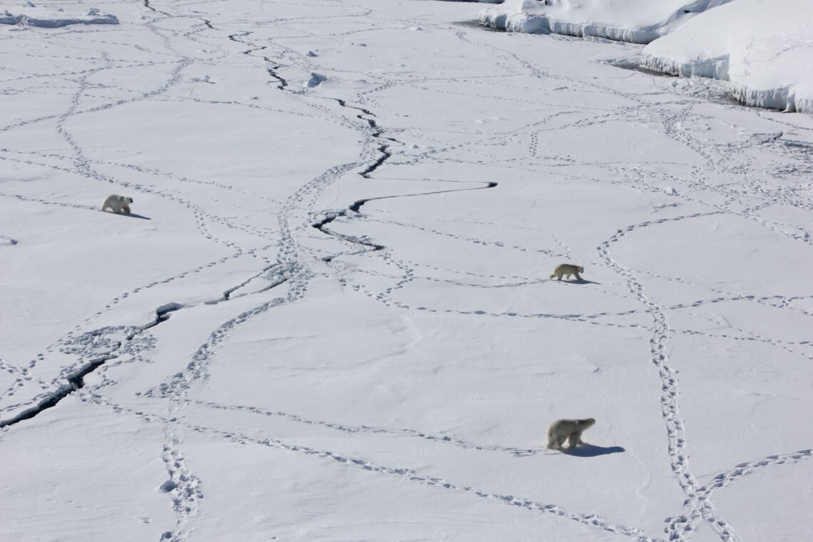 polar bears on ice