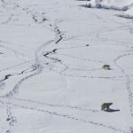 polar bears on ice