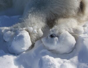 polar bear paw and snow