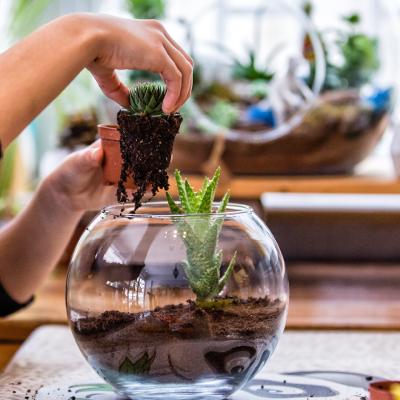 Succulent Terrarium Making