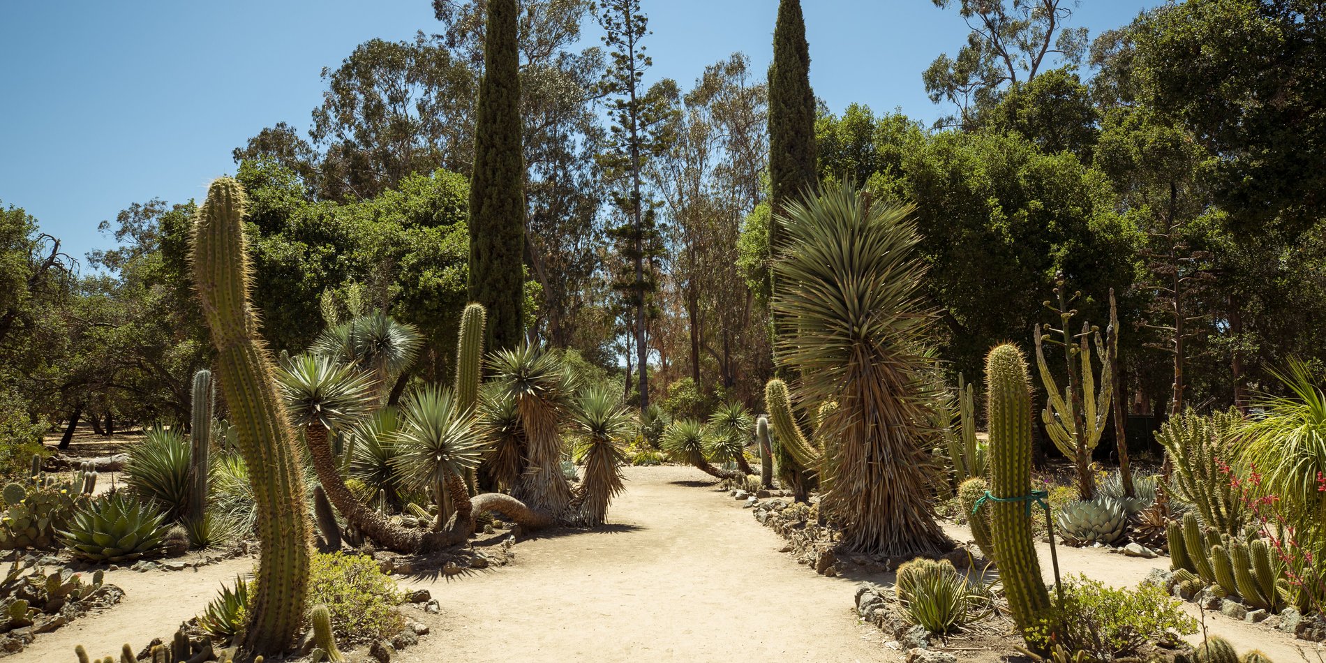 Green oblong cacti line a pale dirt path in the Arizona Cactus Garden.