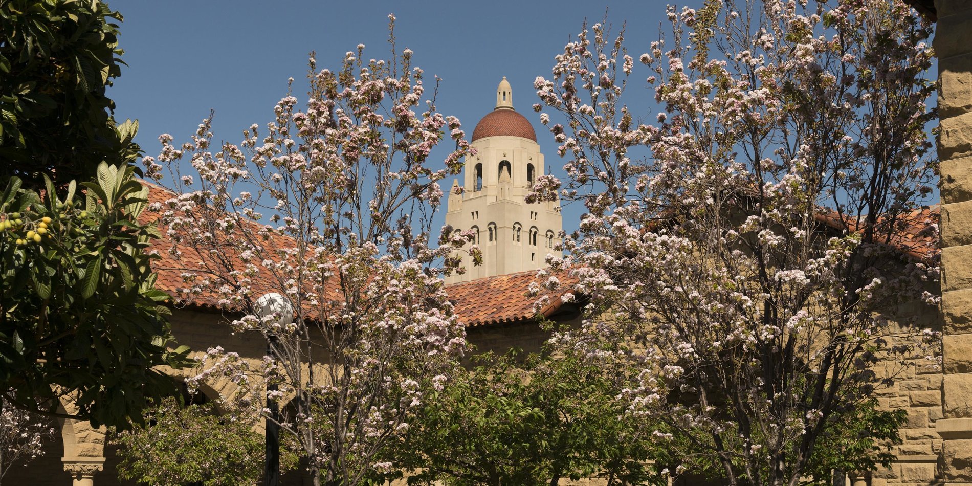 Spring on campus. Trees flower in the citrus garden of the inner quad. Credit: Linda A. Cicero / Stanford News Service