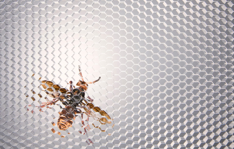 image of a bee on a clear glass hive pattern