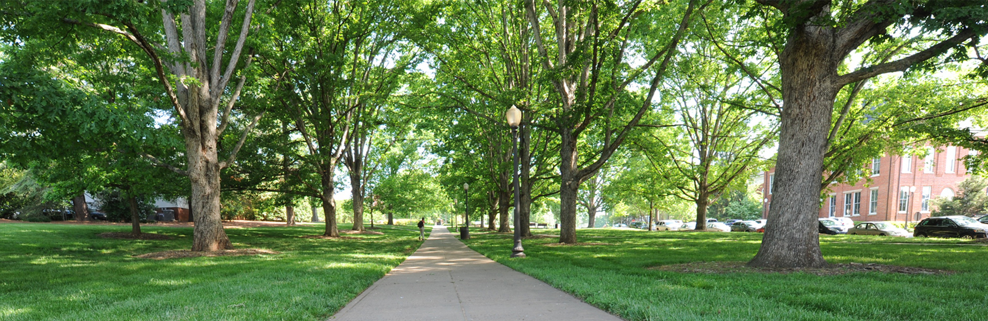 sidewalk under a canopy of green oak trees with a tall sidewalk lamp in the foreground, bright green grass on either side and buildings and a person walking in the distance