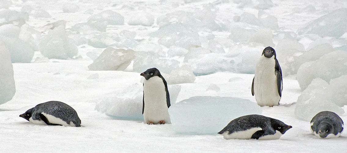 antarctica penguins