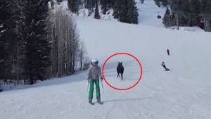 WATCH: Moose bombs down hill after skiers 