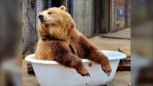 A donated clawfoot bathtub has become a favourite lounging spot for two grizzly bears at the BC Wildlife Park, a Kamloops zoo that also operates a rehabilitation centre for injured animals. (Credit: BC Wildlife Park) 