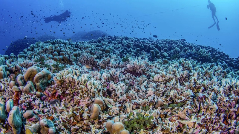 World's largest coral colony discovered