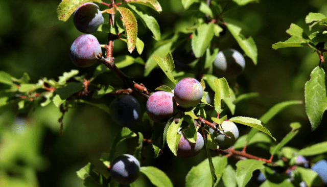 Plums growing