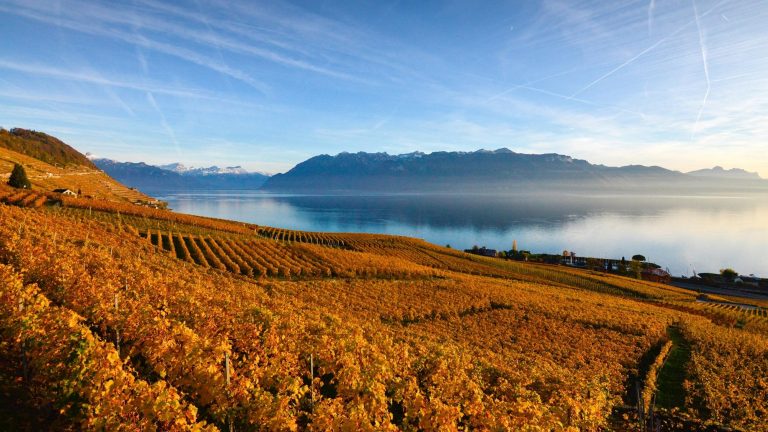 Lavaux