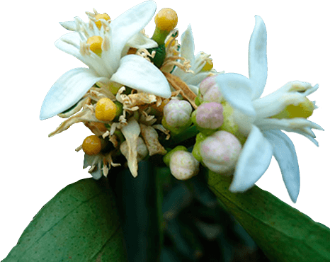 planta podridão floral