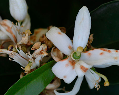 flor com podridão floral