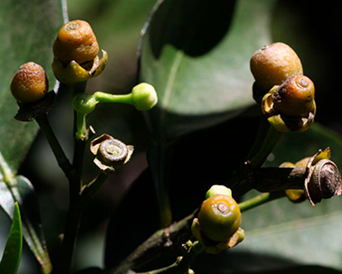 planta com podridão floral que não floresceram 