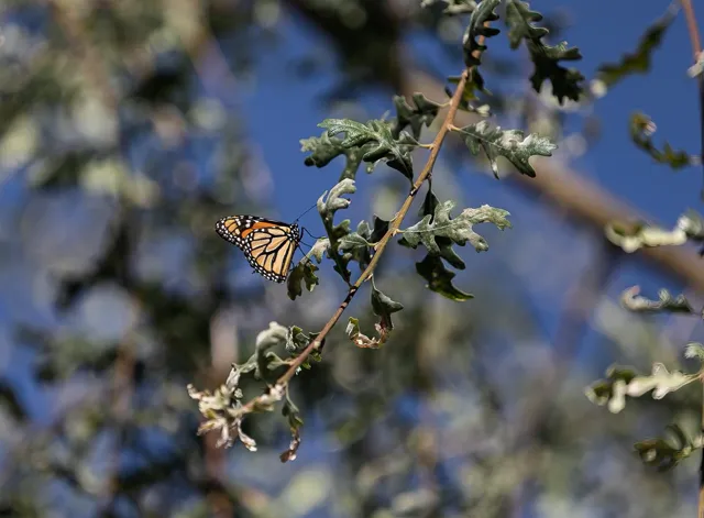 A butterfly sits on a tall purple flower