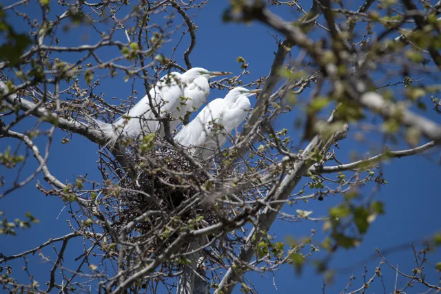 Two egrets are perched on a tree branch on a sunny day