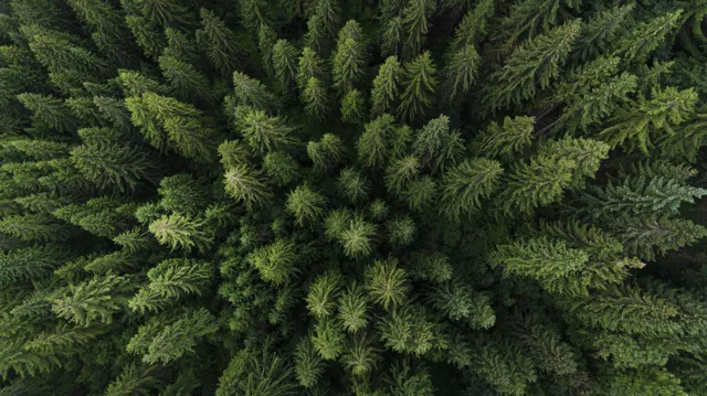 Aerial view of a green forest 