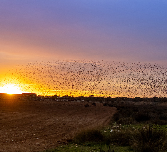  Flock of birds against a sunset"