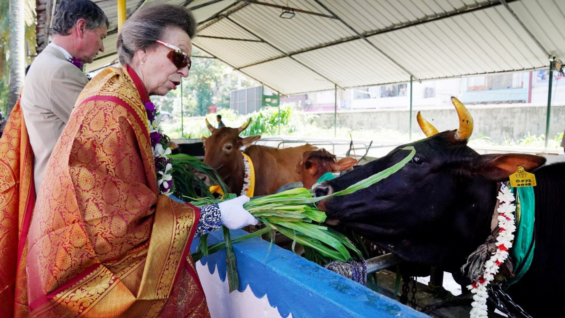 Las imágenes más simpáticas de la princesa Ana y su marido en Sri Lanka, ¡dando de comer a las vacas!