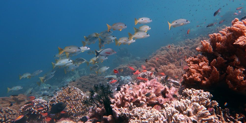 A shoal of fish swimming above a coral reef, in bright turquoise ocean water