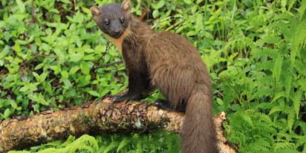 A pine marten sitting on a branch in woodland in the Scottish Highlands