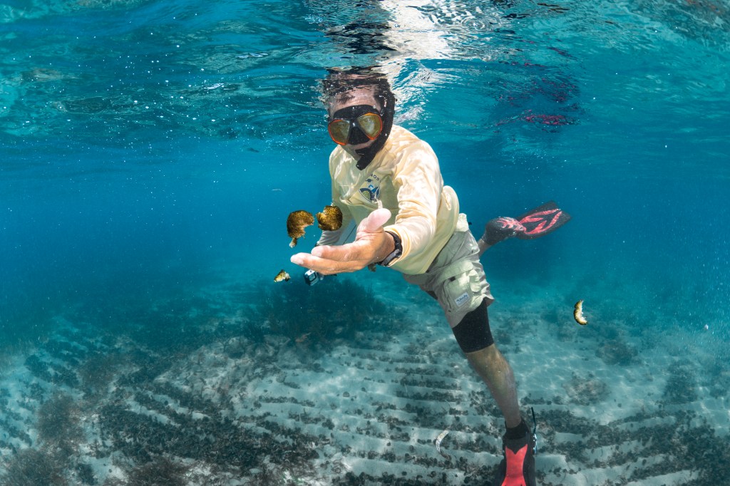 A Puerto Rican man wearing a snorkel mask, fins, and a cream long-sleeve shirt float in bright blue water with one hand extended towards the camera. Just above his hand float two brown fuzzy balls, roughly the size of golf balls.